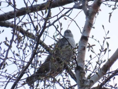 真駒内公園の木の枝に止まるハイタカと思われる猛禽類
