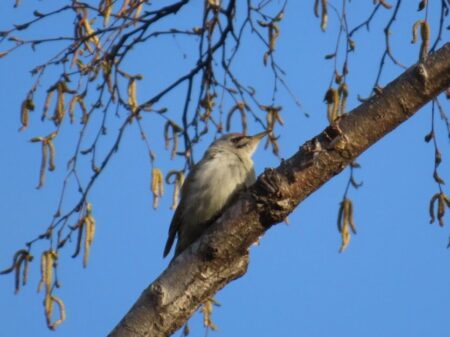 真駒内公園の木の枝に止まるり遠くを見るヤマゲラ