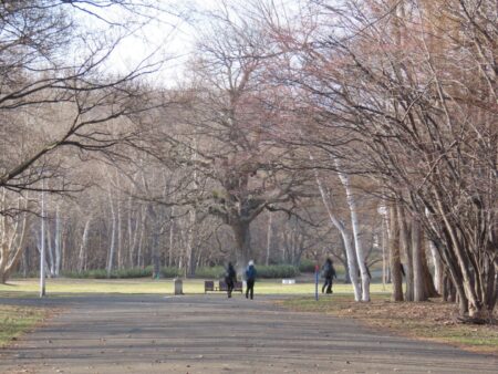 真駒内公園のかしわの木