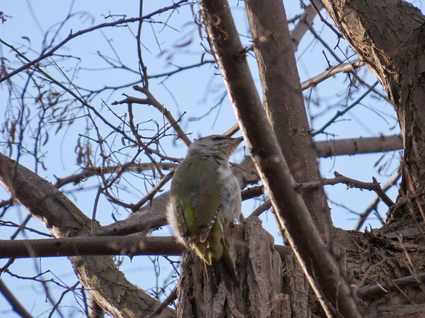 真駒内公園で木の枝に止まり右をみるヤマゲラ