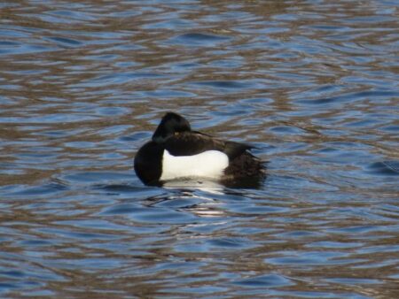 西岡公園の貯水池を浮かぶキンクロハジロ