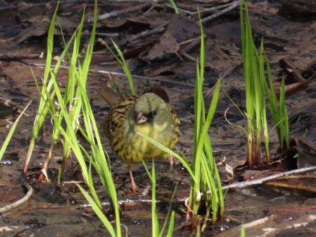 西岡公園の湿地に降りるアオジ