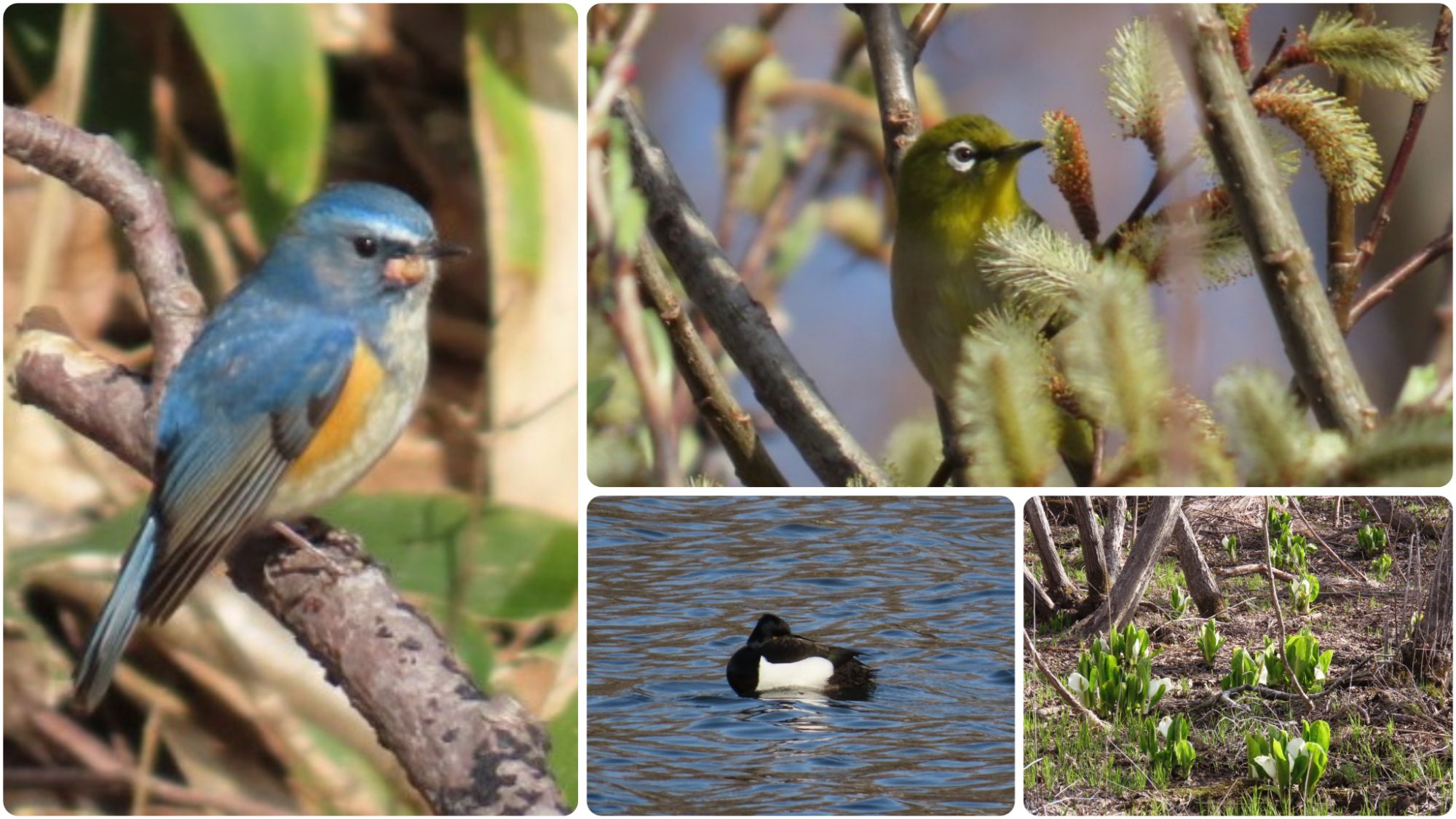 西岡公園のルリビタキとメジロとキンクロハジロと水芭蕉の群生の4分割の写真