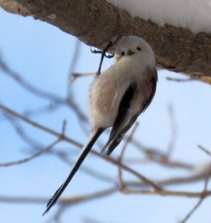 木の幹にぶら下がりこっちを見るシマエナガ