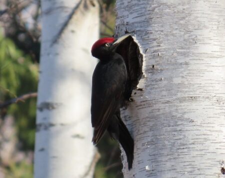 木の幹の巣穴の前に止まるクマゲラ