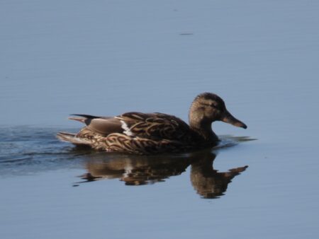 西岡公園の貯水池を泳ぐマガモ