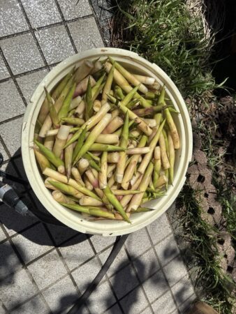 竹の子を水のはった樽に入れる