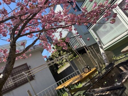 庭先でお花見のバーベキュー