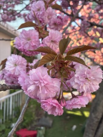 八重桜の花のアップ