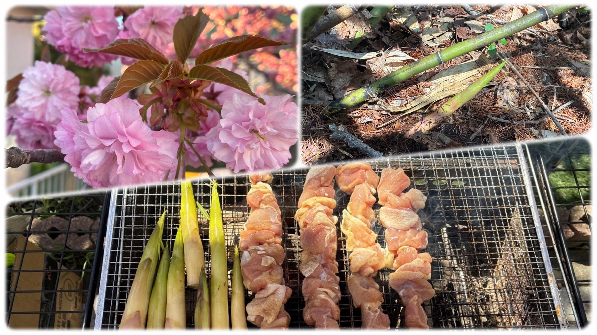 タケノコとQQBと八重桜の花