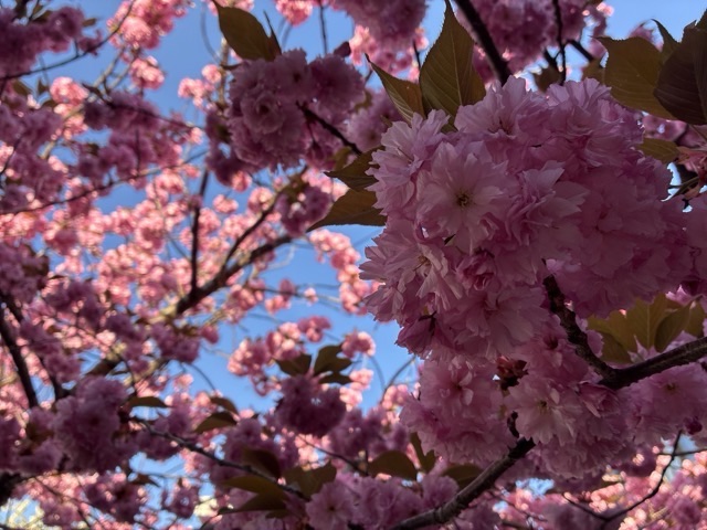 満開に花が咲きた我が家の八重桜