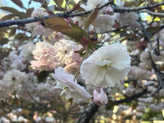 真駒内公園の八重桜の花びらのアップ