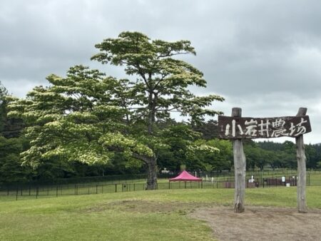 小岩井農場の大きな木の風景