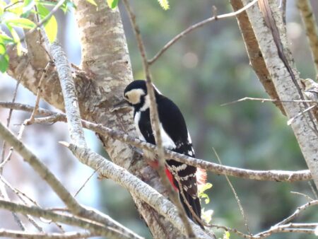 西岡公園の木の幹に止まり餌を探すアカゲラ