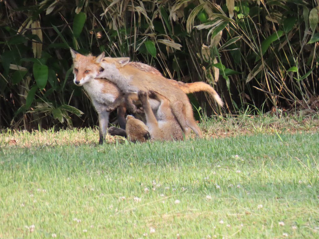 真駒内公園で親子でじゃれ合う3匹のキタキツネ