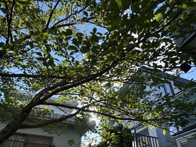 庭先バーベキューの時の八重桜の木からの木漏れ日