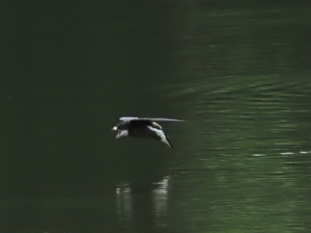 西岡公園で水飲みに着水前のハリオアマツバメその1
