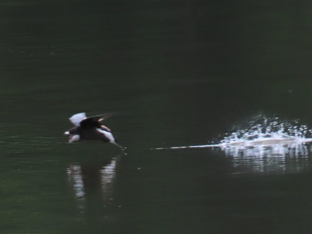 西岡公園で水飲みに着水前のハリオアマツバメその2