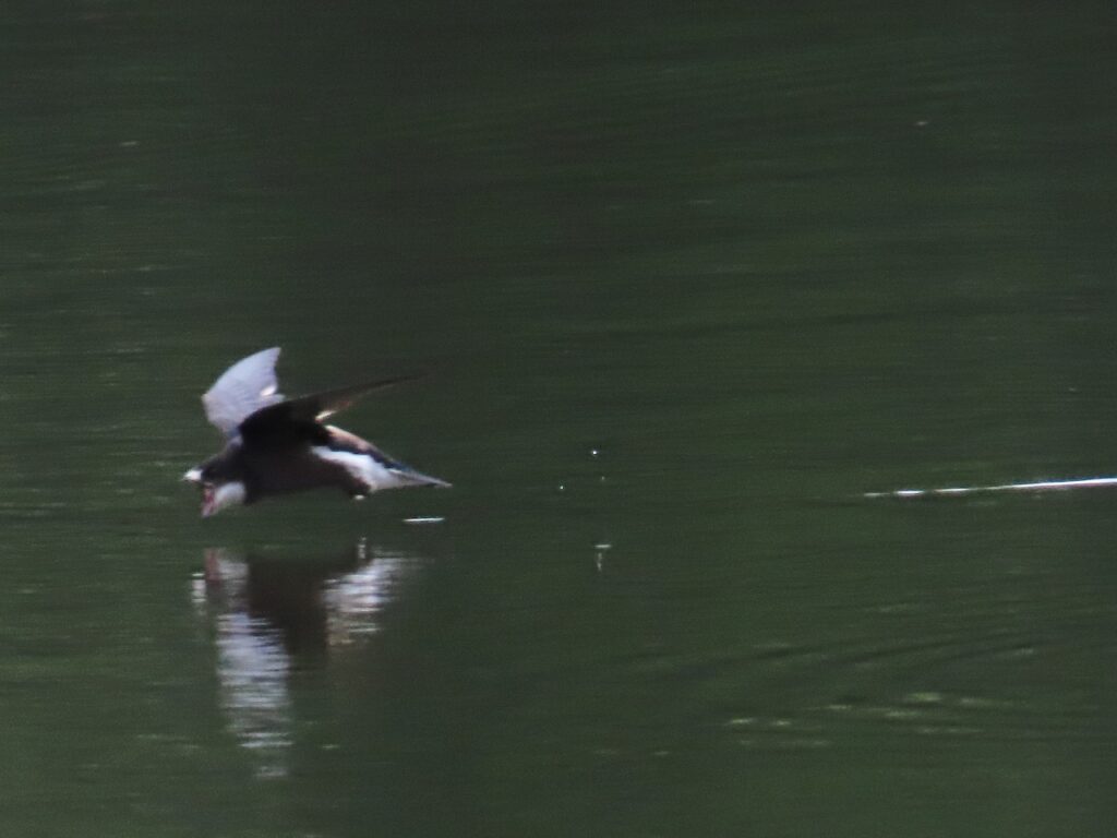 西岡公園で水飲みに着水前のハリオアマツバメその3