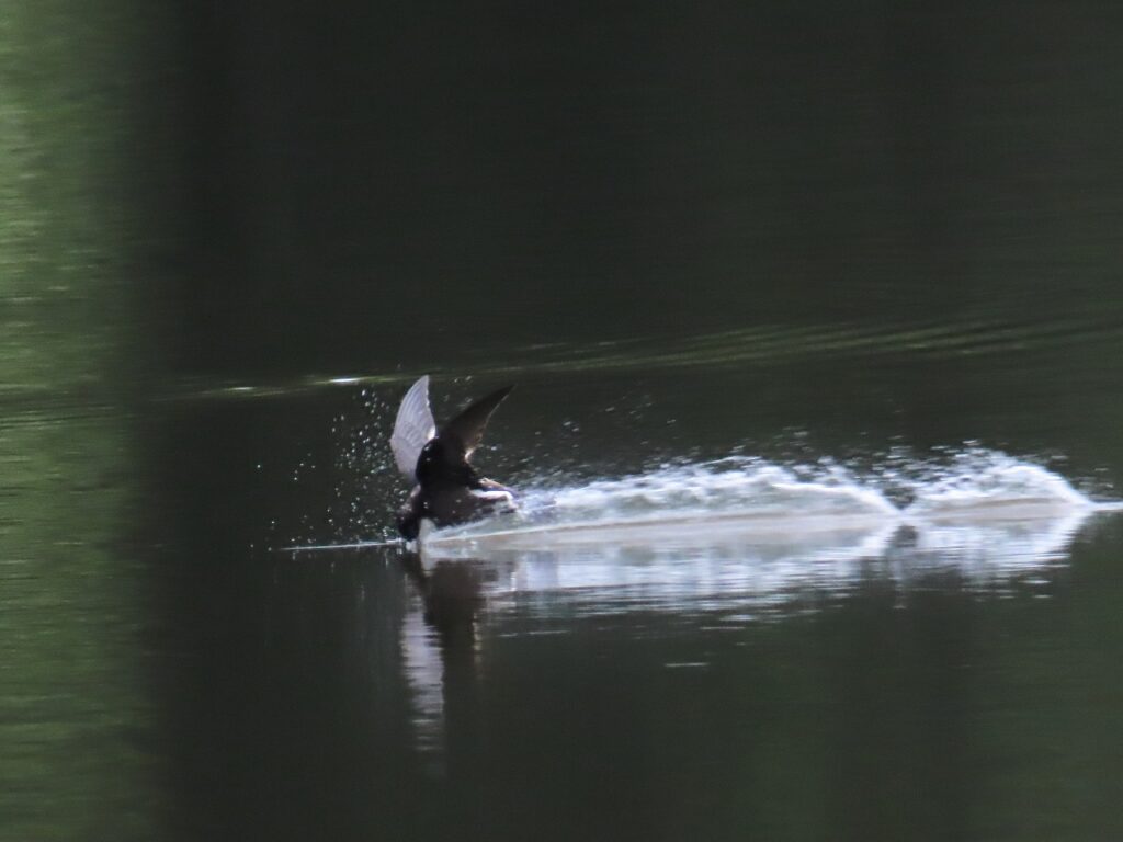 西岡公園で水飲みに着水するのハリオアマツバメ