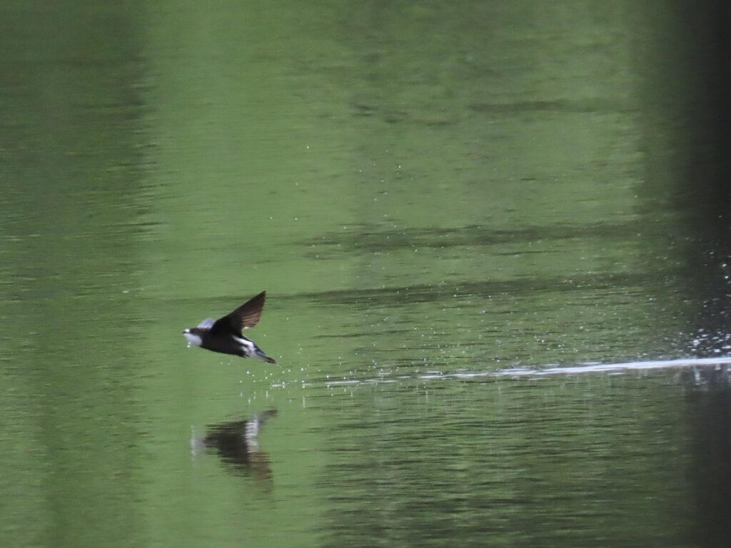 西岡公園で水飲みに着水後のハリオアマツバメその1