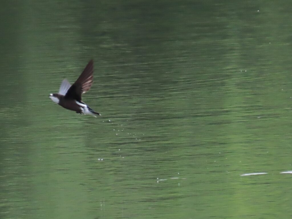 西岡公園で水飲みに着水後のハリオアマツバメその1