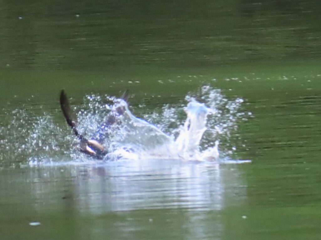 西岡公園でハリオアマツバメが水飲みに着水した瞬間