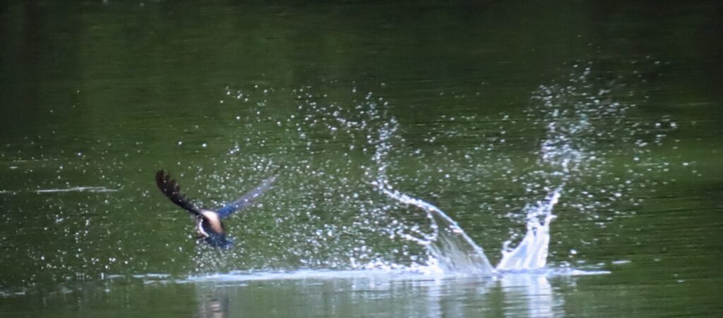 西岡公園でハリオアマツバメが水飲みに着水した後その1