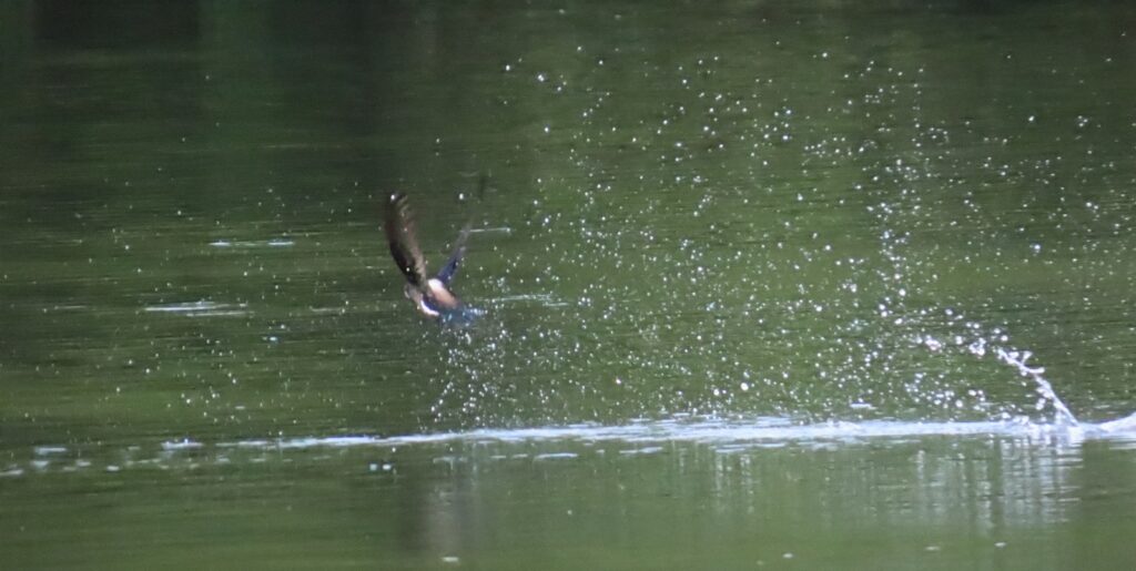 西岡公園でハリオアマツバメが水飲みに着水した後その2