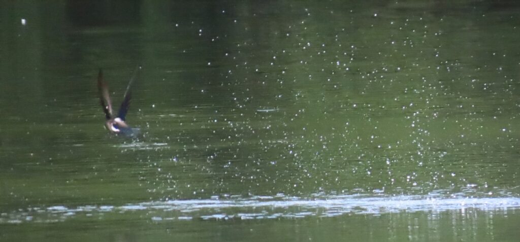 西岡公園でハリオアマツバメが水飲みに着水した後その3