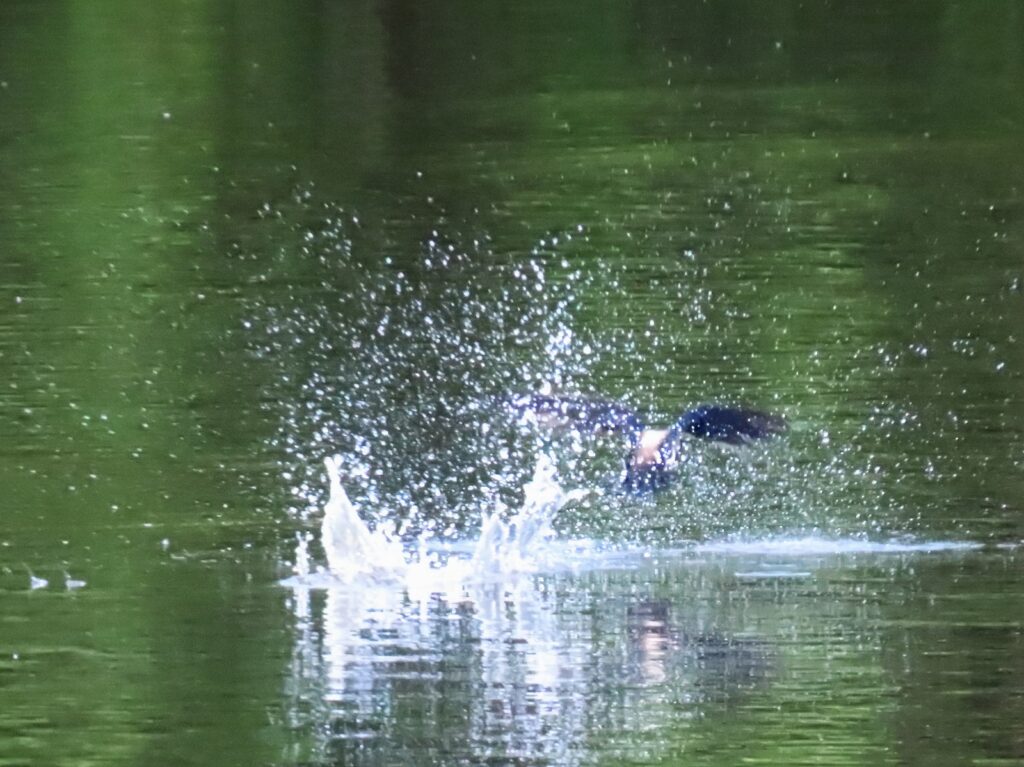 西岡公園でハリオアマツバメが水飲みに着水した瞬間の後ろ姿