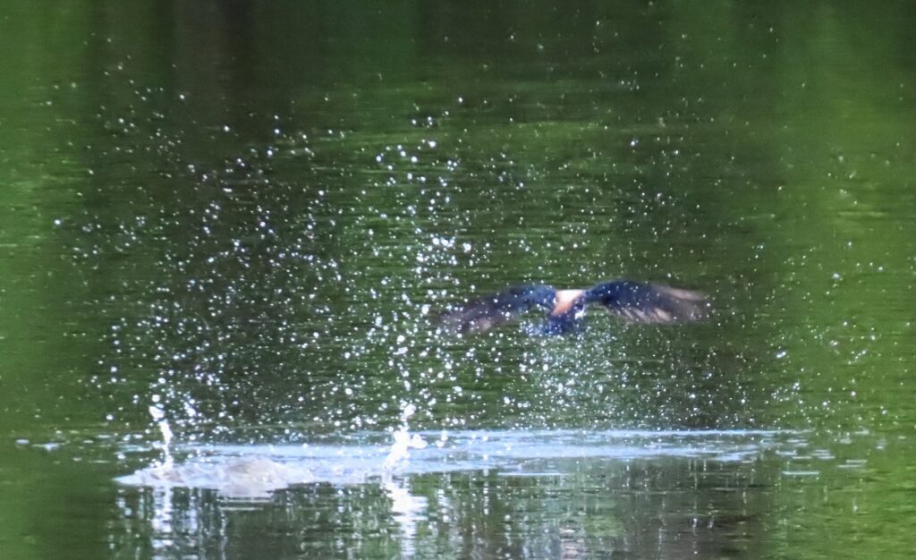 西岡公園でハリオアマツバメが水飲みに着水した瞬間の後ろ姿その2