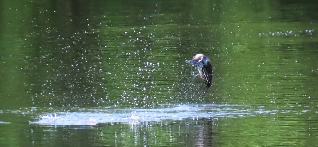 西岡公園でハリオアマツバメが水飲みに着水した瞬間の後ろ姿その3