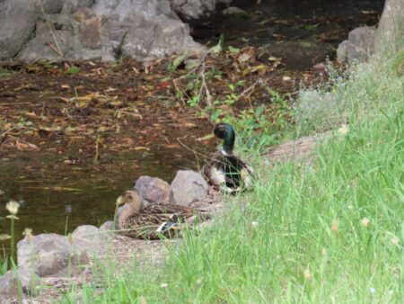 真駒内公園のマガモのつがい