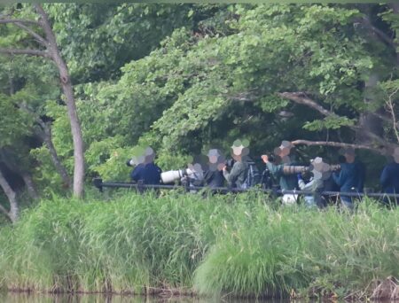 西岡公園でハリオアマツバメを狙うカメラマン達