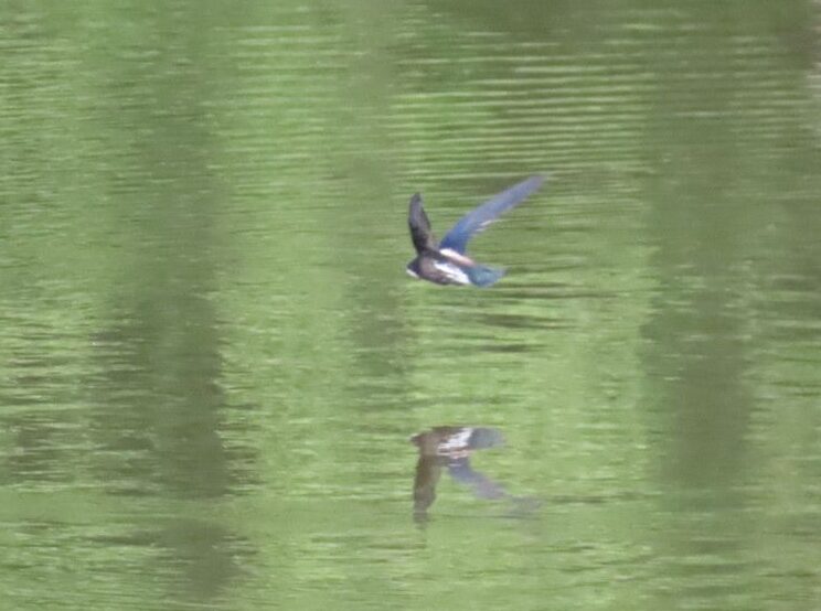 西岡公園の水面にミラーになっているハリオアマツバメ