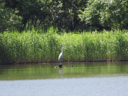 西岡公園でじっと立ち尽くすアオサギ