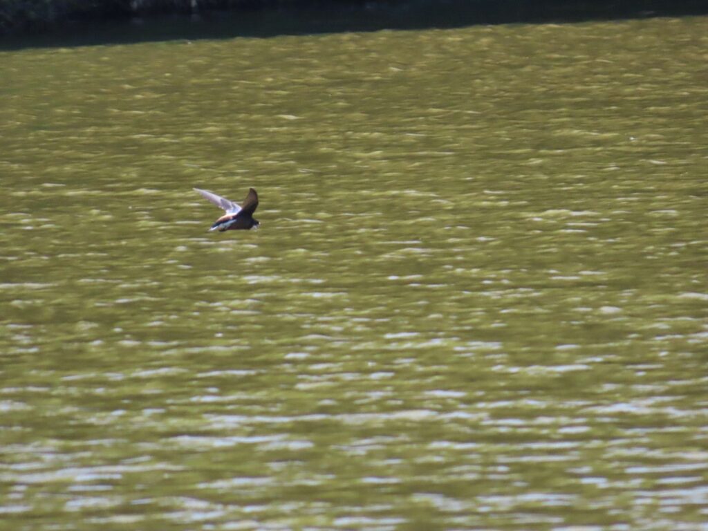 西岡公園でハリオアマツバメが水面へタッチアンドゴーで水を飲む二こま前
