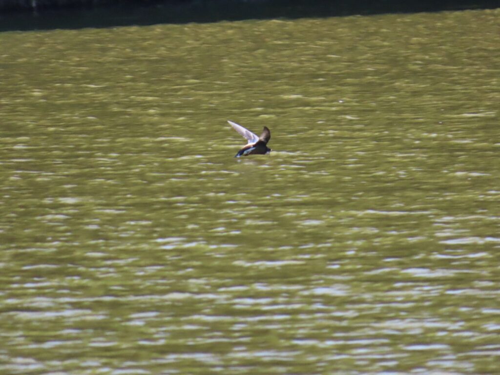 西岡公園でハリオアマツバメが水面へタッチアンドゴーで水を飲む前