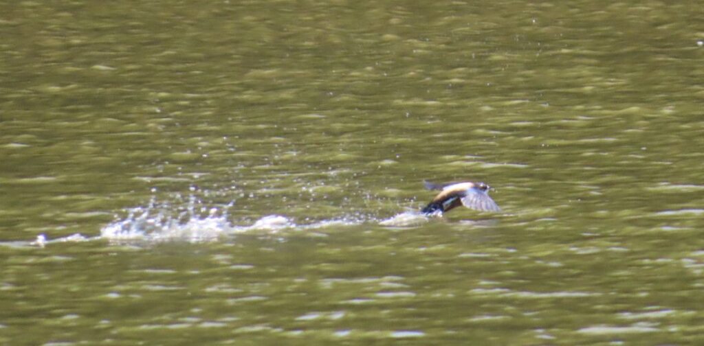 西岡公園でハリオアマツバメが水面へタッチアンドゴーで水を飲んで上昇へ