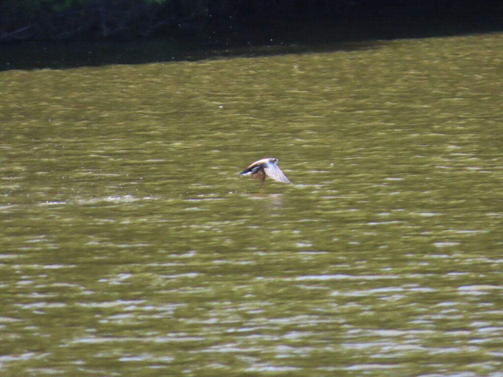 西岡公園でハリオアマツバメが水面へタッチアンドゴーで水を飲んで上昇へその2