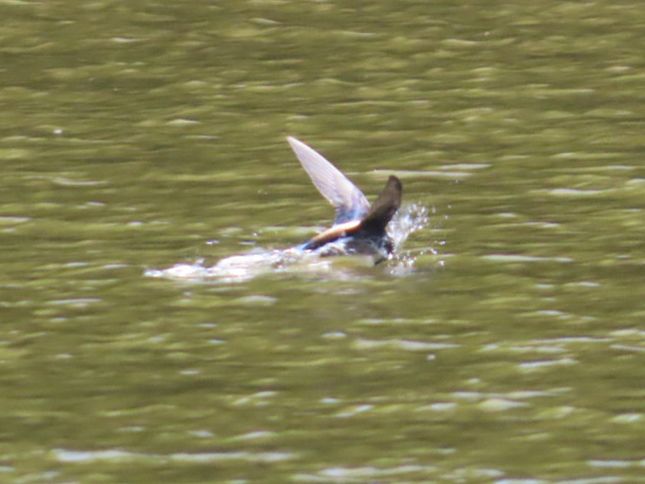西岡公園でハリオアマツバメが水面へタッチアンドゴーで水を飲む瞬間