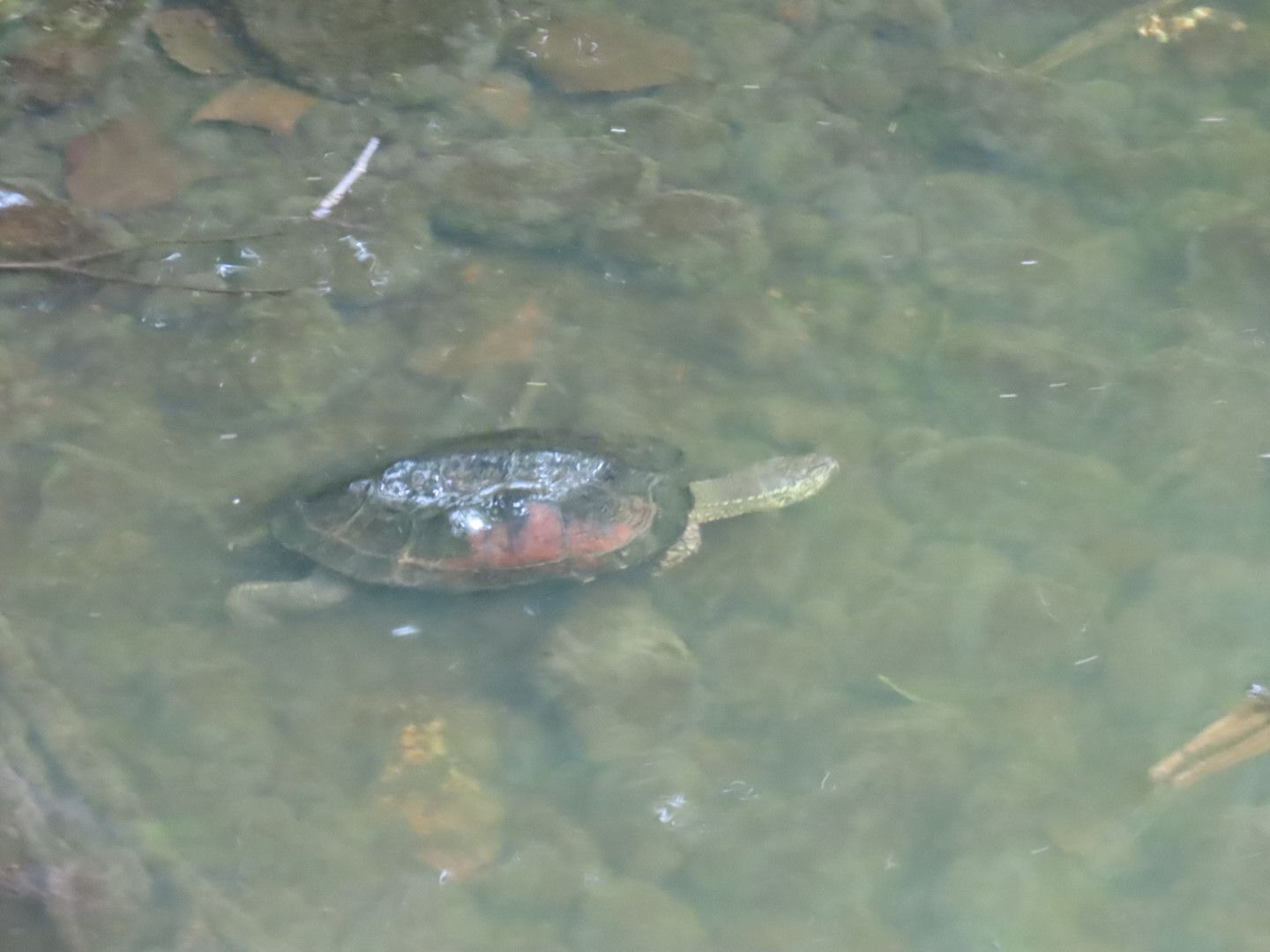 西岡公園のカメ