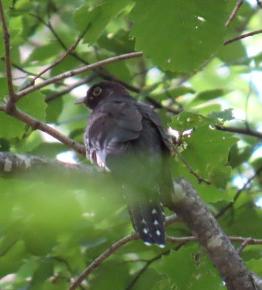 西岡公園でツツドリ？ホトトギス？カッコウ？のどれかと思われる鳥