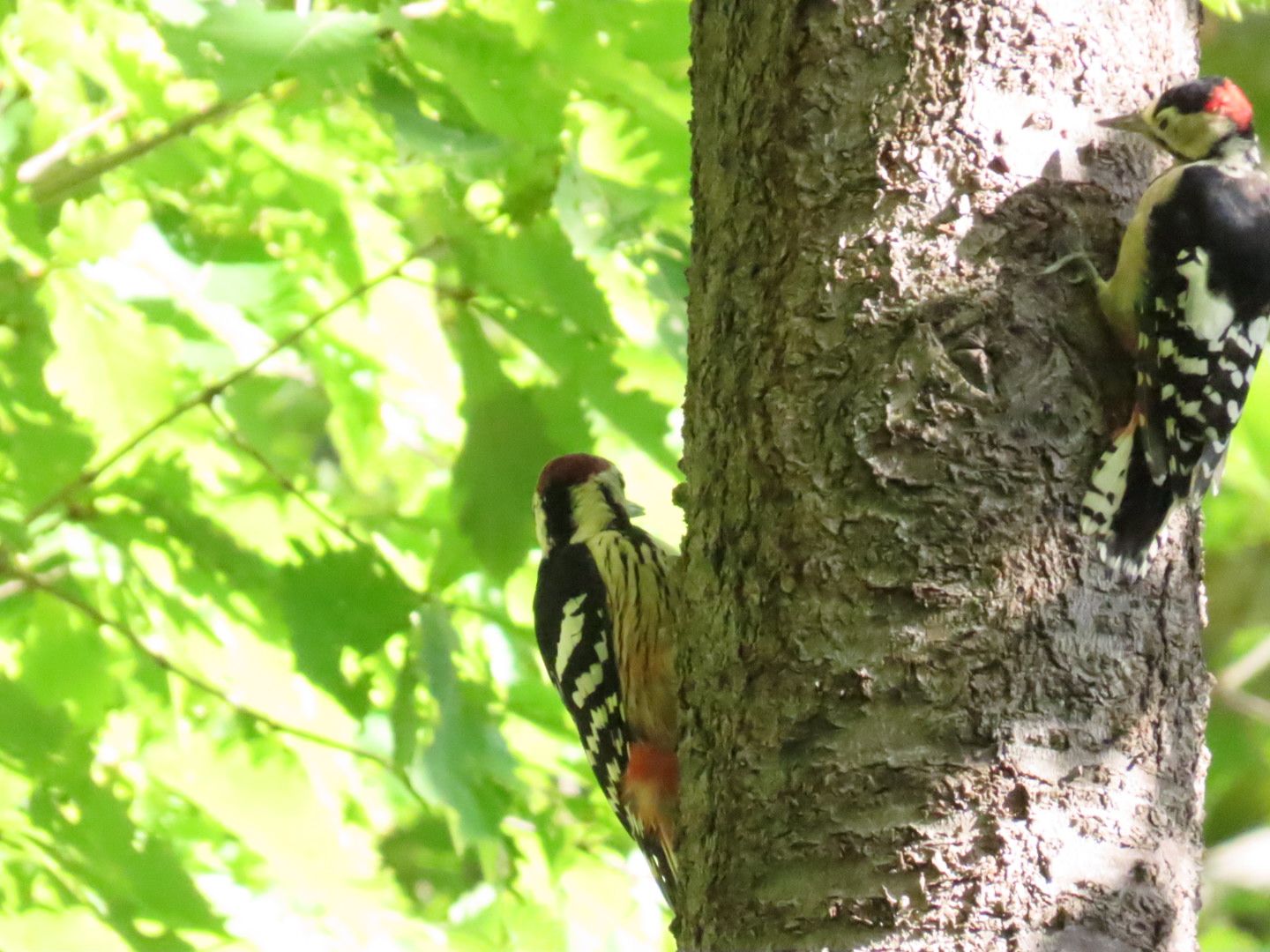 西岡公園の木の幹にツガイのアカゲラ