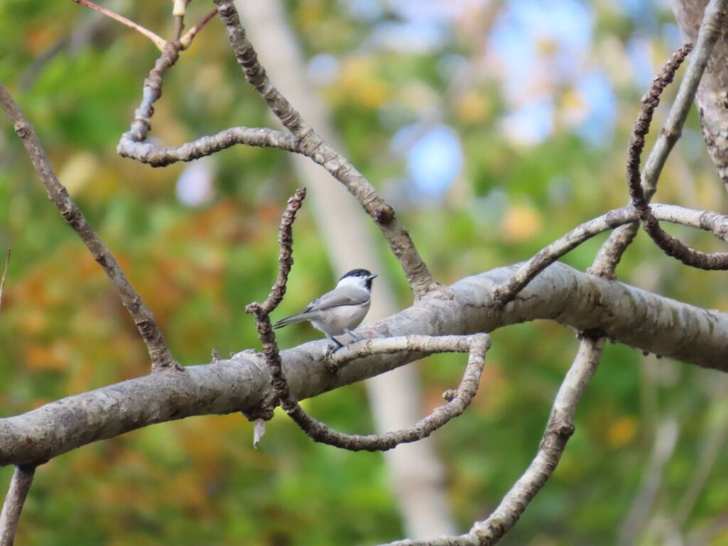 西岡公園の木の枝に止まるハシブトガラ？