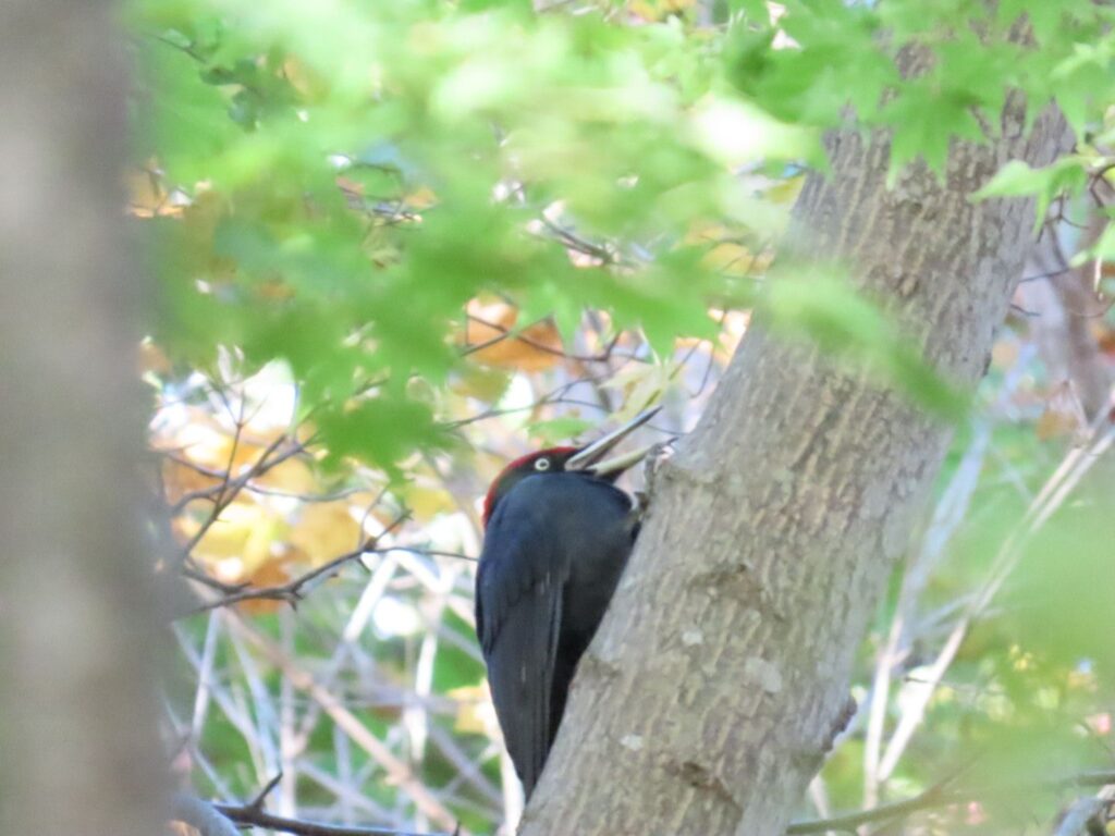 西岡公園でパートナーを呼んでいるのか？クマゲラ