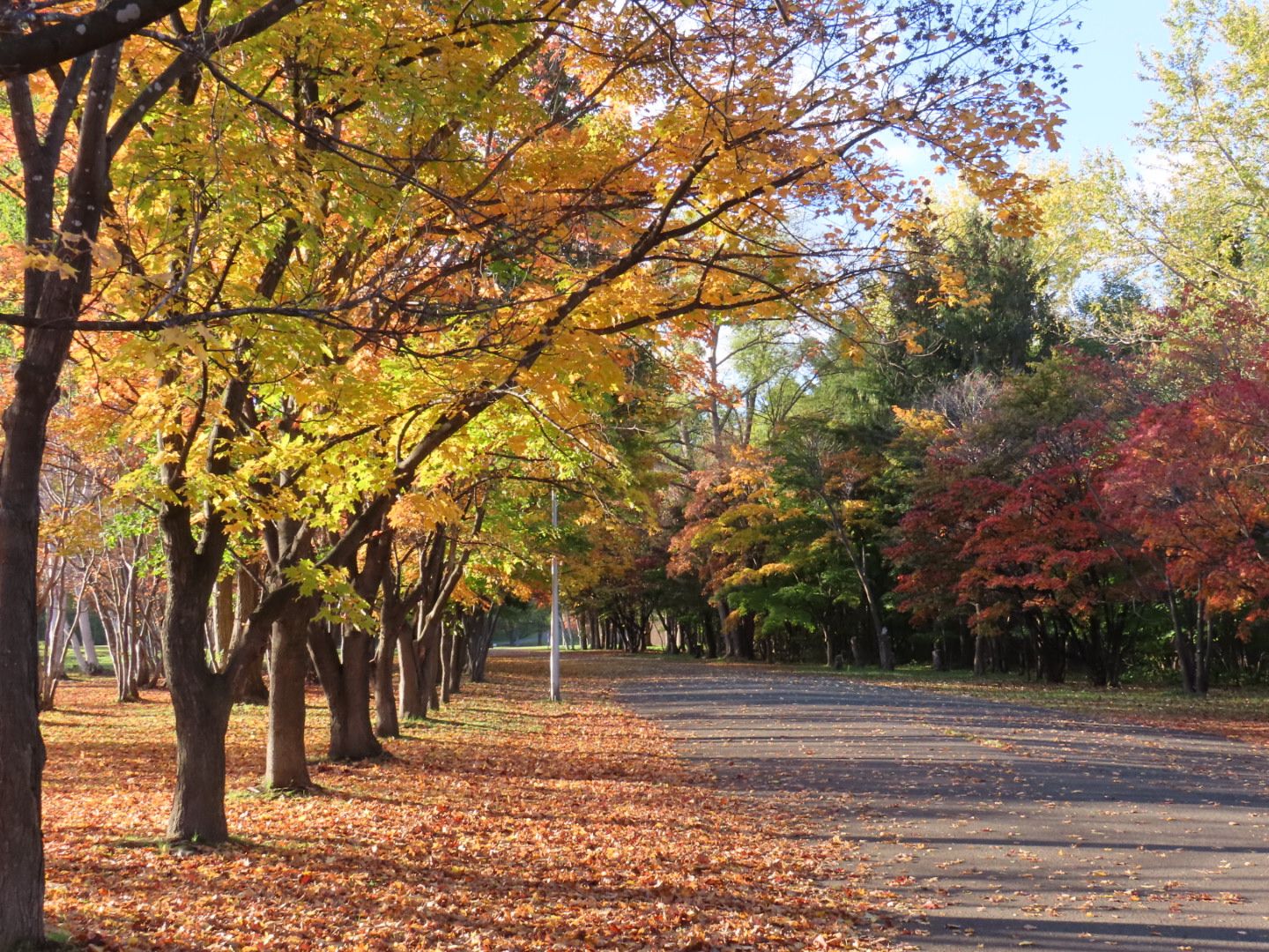 真駒内公園の歩道の紅葉