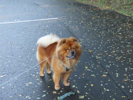 真駒内公園で出会ったチャウチャウ犬