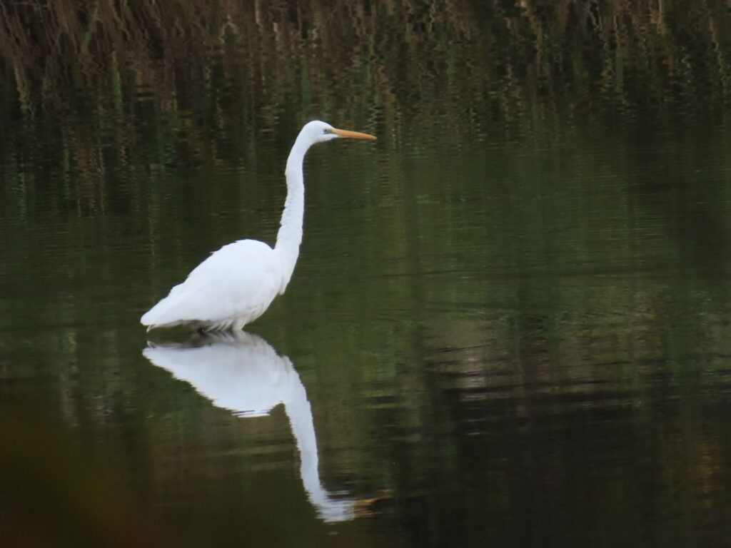 西岡公園の貯水池のダイサギ